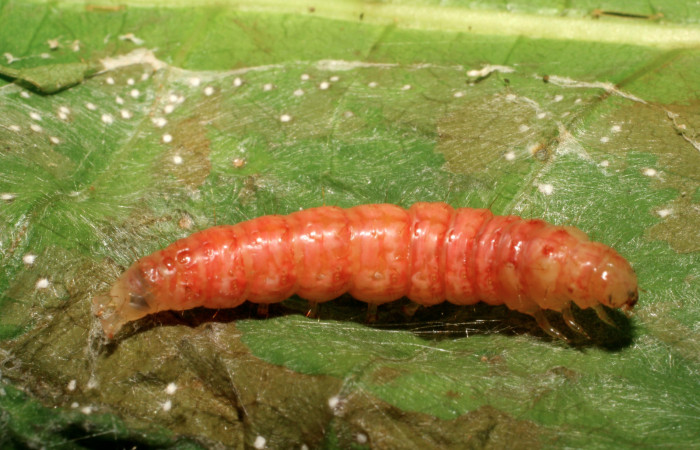 Figura 5. Larva <i>Pilocrocis xanthozonalis</i> (Crambidae), en estado de prepupa , mostrando parte lateral, localidad Argendora, Sector Brasila ACG (370m). Voucher: 08-SRNP-66111-DHJ449894.jpg.