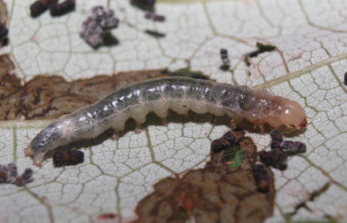 Figura 3. Larva <i>Pilocrocis xanthozonalis</i> (Crambidae), en penúltimo estadío (PU), mostrando parte lateral, localidad Bullas Estación Quica, Sector Pitilla ACG (440m). Voucher: 18-SRNP-70985-DHJ742438.jpg.