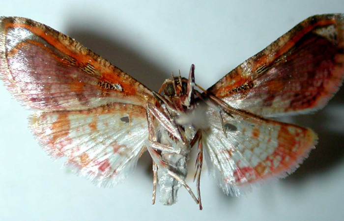 Figura 13. Adulto hembra de <i>Microsca paullula</i> (Thyrididae), vista ventral. Voucher 01-SRNP-3392-DHJ35107.jpg.