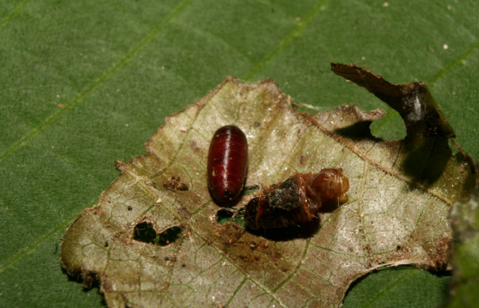 Figura 10. Pupario de la familia Tachinidae, <i>Lixophaga</i> Wood07, parásito de <i>Microsca paullula</i> (Thyrididae). Voucher 14-SRNP-70458-DHJ722216.jpg.