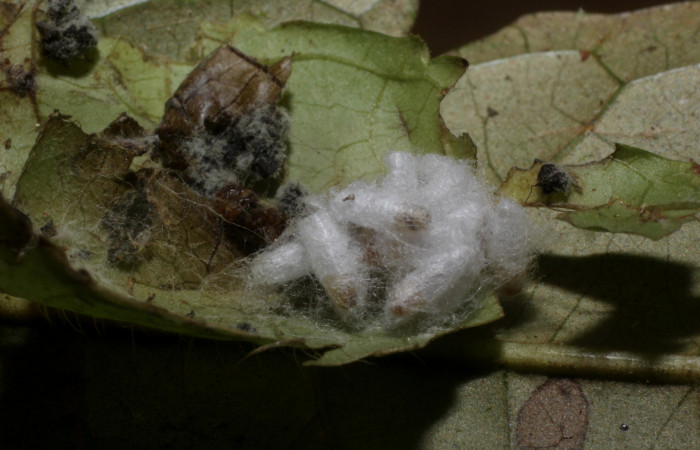 Figura 9. Capullo de la familia Braconidae, <i>Dolichogenidea</i> Janzen02, parásito de <i>Microsca paullula</i> (Thyrididae). Voucher 15-SRNP-30067-DHJ803533.jpg.