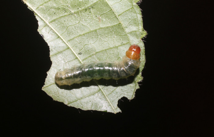 Figura 5. <i>Microsca paullula</i> (Thyrididae) último estadio, Sector San Cristóbal, Jardín Estrada. Voucher 18-SRNP-1318-DHJ705135.jpg.