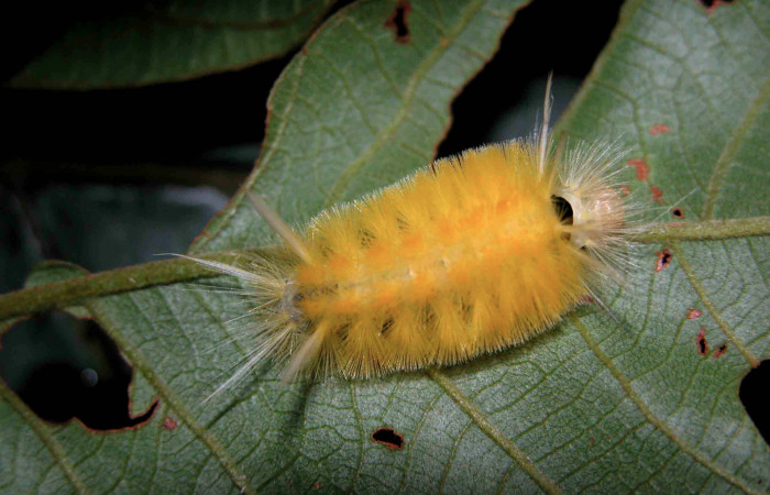 Figura 8. Posición lateral de <i>Lophocampa modesta</i>DHJ01(Erebidae), mide 13 mm. Voucher 03-SRNP-7928-DHJ400876.jpg.