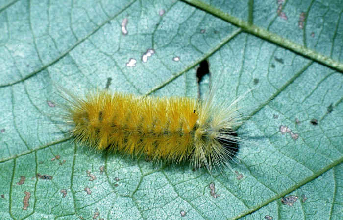 Figura 2. Posición dorsal de <i>Lophocampa modesta</i> (Erebidae), mide 20 mm. Voucher 04- SRNP-41203-DHJ85371.