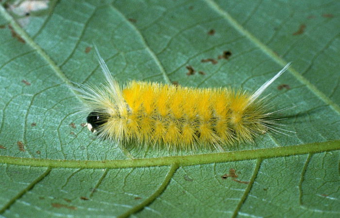 Figura 1. Posición lateral de <i>Lophocampa modesta</i> (Erebidae), mide 20 mm. Voucher 04- SRNP-41203-DHJ85374.