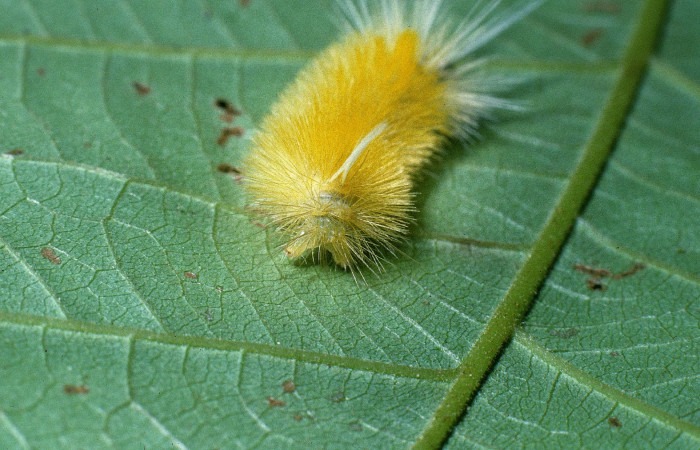 Figura 3. Posición trasera de <i>Lophocampa modesta</i> (Erebidae), mide 20 mm. Voucher 04- SRNP-41203-DHJ85375.