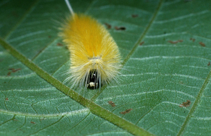 Figura 4. Posición cabeza de <i>Lophocampa modesta</i> (Erebidae), mide 20 mm. Voucher 04- SRNP-41203-DHJ85376.