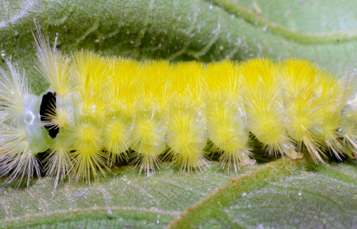 Figura 10. Posición lateral de <i>Lophocampa modesta</i>DHJ01(Erebidae), mide 21 mm. Voucher 07-SRNP-33317-DHJ430368