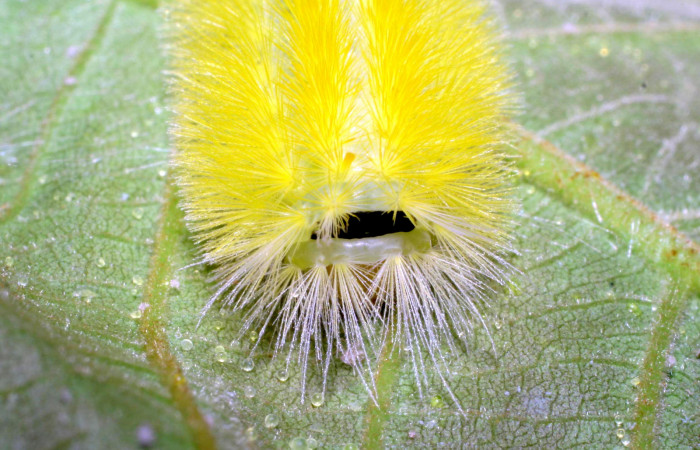 Figura 11. Posición de cabeza de <i>Lophocampa modesta</i>DHJ01(Erebidae), mide 21 mm. Voucher 07-SRNP-33317-DHJ430370.