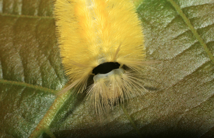 Figura 6. Posición cabeza de <i>Lophocampa modesta</i>DHJ01(Erebidae), mide 13 mm. Voucher 07-SRNP-3558-DHJ426305.