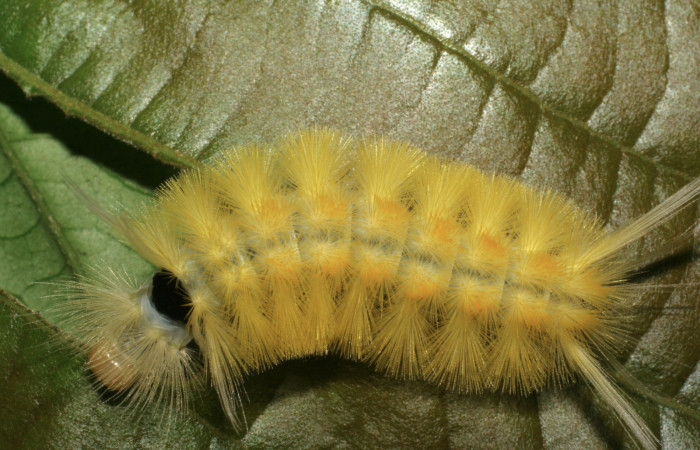 Figura 7. Posición dorsal de <i>Lophocampa modesta</i>DHJ01(Erebidae), mide 13 mm. Voucher 07-SRNP-3558-DHJ426306.