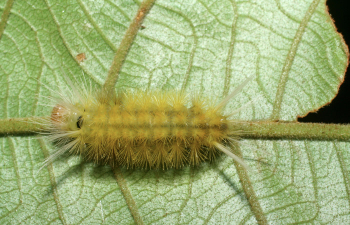 Figura 5. Posición dorsal de <i>Lophocampa modesta</i>DHJ01(Erebidae), mide 13 mm. Voucher 07-SRNP-4169-DHJ429874.