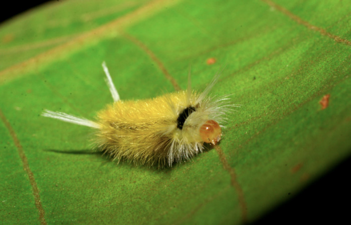 Figura 9. Posición cabeza de <i>Lophocampa modesta</i>DHJ01(Erebidae), mide 13 mm. Voucher 07-SRNP-4169-DHJ429878.