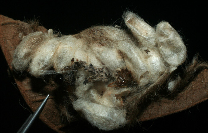 Figura 19. Capullos de familia (Braconidae), <i>Exactacolis</i> robertofernandezi, parásito  de la larva [I]Lophocampa modesta[/I]. Voucher 08-SRNP-20003-DHJ462245.