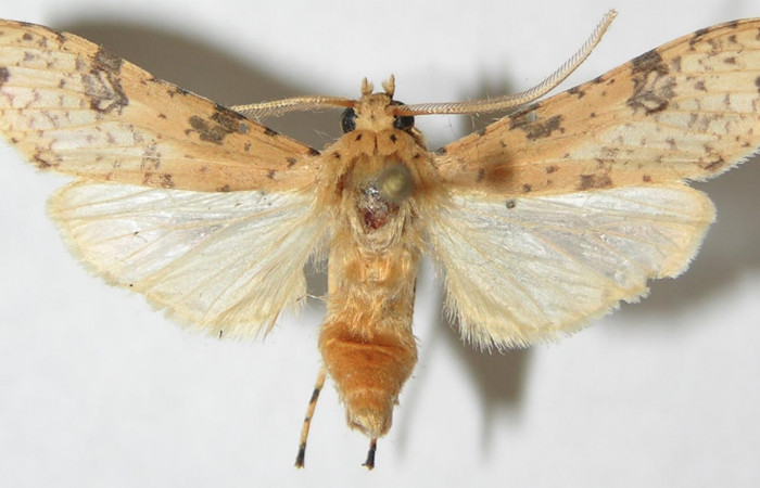 Figura 14. Adulto de <i>Lophocampa modesta</i>DHJ01(Erebidae), vista dorsal. Voucher 08-SRNP-20355-DHJ504182.jpg