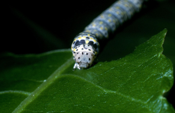 Fig.7 Vista frontal de larva <i>Neophaenis respondens</i> (Noctuidae). Se colectó 20 de junio 2004, Sector Santa Rosa, Bosque Humedo 290mts. (04-SRNP-11902-DHJ83516.jpg).
