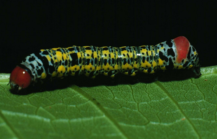 Fig.3 Vista lateral de larva <i>Neophaenis respondens</i> (Noctuidae). Se colectó 21 de junio 1982, Sector Santa Rosa, Bosque San Emilio 300mts. (82-SRNP-261- DHJ3972.jpg).