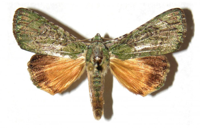 Fig.1 Vista dorsal de macho <i>Neophaenis respondens</i> (Noctuidae). Eclosionó Noviembre 13 de 1994, Sector Santa Rosa, Bosque San Emilio, 300mts. (94-SRNP-8711- DHJ313818.jpg)