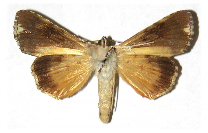 Fig.2 Vista Ventral de macho <i>Neophaenis respondens</i> (Noctuidae) Eclosionó Noviembre 13 de 1994, Sector Santa Rosa, Bosque San Emilio, 300mts. (94-SRNP-8711- DHJ313819.jpg).