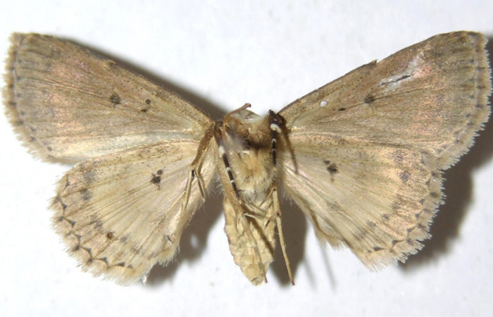 Fig.2 Adulto <i>Antiblemma</i> Poole25  ventral. Hembra. Voucher: 14-SRNP-4911-DHJ951041.jpg