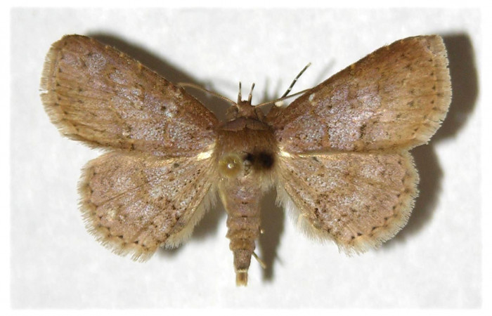 Fig.3  Adulto <i>Antiblemma</i> Poole25  dorsal. Macho. Voucher: 99-SRNP-5449-DHJ320942.jpg