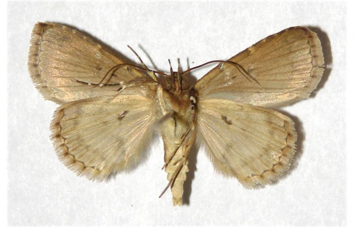 Fig.4.  Adulto <i>Antiblemma</i> Poole25  ventral  macho
Voucher: 99-SRNP-5449-DHJ320943.jpg