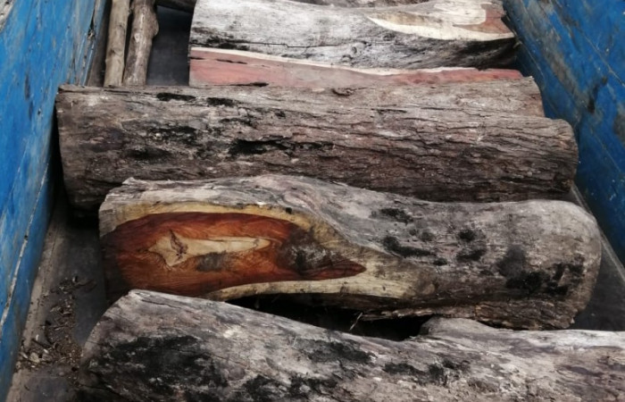 Ruta Bagaces - Cañas  22 de Mayo 2020  Fotos:  Brigada de Control, Seguimiento y Aprovechamiento Forestal (BCAF.PSA)