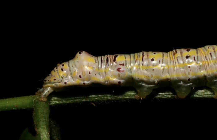 Figura 11. Larva <i>Apela neobule</i> (Notodontidae), cuarto estadío posición lateral , mide 35 mm aproximadamente. Planta hospedera <i>Dioclea malacocarpa</i> (Fabaceae). Voucher: 06-SRNP-55110-DHJ409525.jpg.