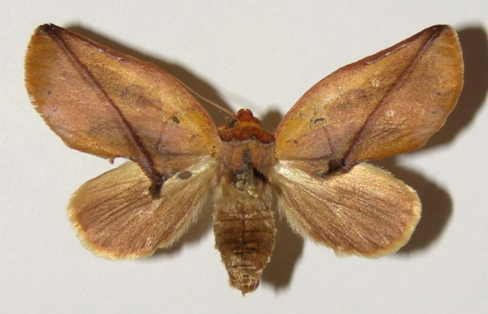 Figura 13. Adulto macho <i>Apela neobule</i> (Notodontidae), mide 36 mm, posición dorsal. Voucher: 04-SRNP-2297-DHJ301380.