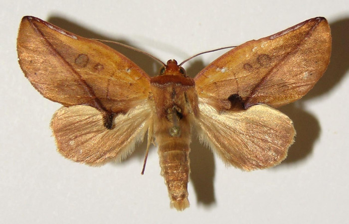 Figura 15. Adulto macho <i>Apela neobule</i> (Notodontidae), mide 36 mm, posición dorsal. Voucher: 04-SRNP-2297-DHJ301380.