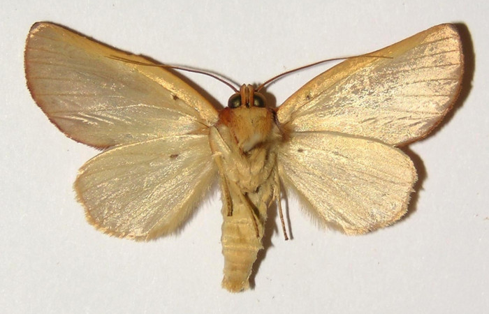 Figura 16. Adulto macho <i>Apela neobule</i> (Notodontidae), mide 36 mm, posición ventral. Voucher: 04-SRNP-2297-DHJ301381.