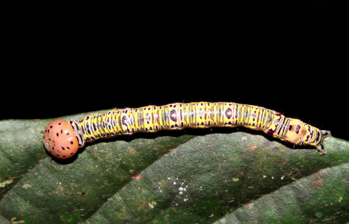 Figura 1. Larva <i>Apela neobule</i> (Notodontidae), cuarto estadío posición dorsal, mide 30 mm aproximadamente. Planta hospedera <i>Dioclea malacocarpa</i> (Fabaceae). Voucher: 18-SRNP-41777-DHJ725837.jpg.