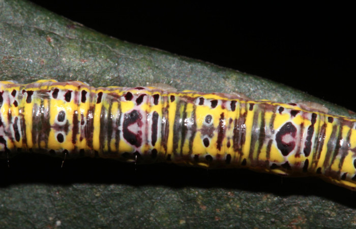 Figura 6. Larva <i>Apela neobule</i> (Notodontidae), cuarto estadio posición dorsal , mide 30 mm aproximadamente. Planta hospedera <i>Dioclea malacocarpa</i> (Fabaceae). Voucher: 18-SRNP-41777-DHJ725843.jpg.