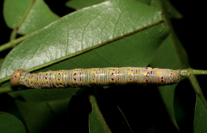 Figura 7. Larva <i>Apela neobule</i> (Notodontidae), cuarto estadío posición dorsal , mide 35 mm aproximadamente. Planta hospedera <i>Dioclea malacocarpa</i> (Fabaceae). Voucher: 06-SRNP-55110-DHJ409521.jpg.