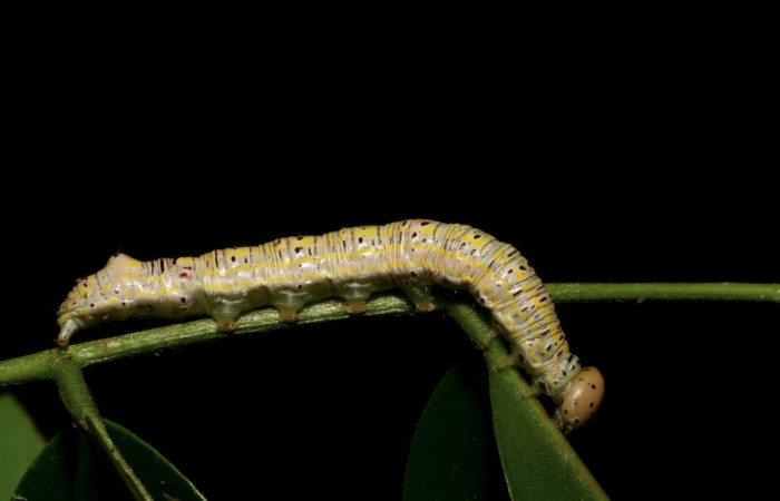 Figura 9. Larva <i>Apela neobule</i> (Notodontidae), cuarto estadio posición lateral , mide 35 mm aproximadamente. Planta hospedera <i>Dioclea malacocarpa</i> (Fabaceae). Voucher: 06-SRNP-55110-DHJ409523.jpg.