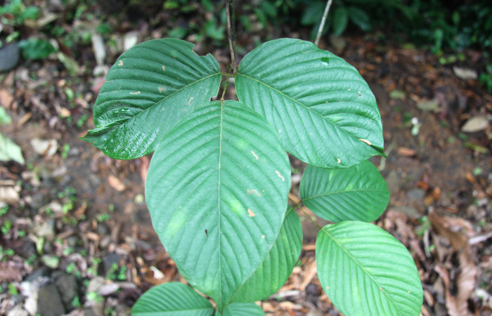 Figura 17. Planta hospedera <i>Dioclea malacocarpa</i> (Fabaceae). posición haz. Foto tomada por Jose Perez, el 4 de Junio 2020, Sendero Camino Río Francia.