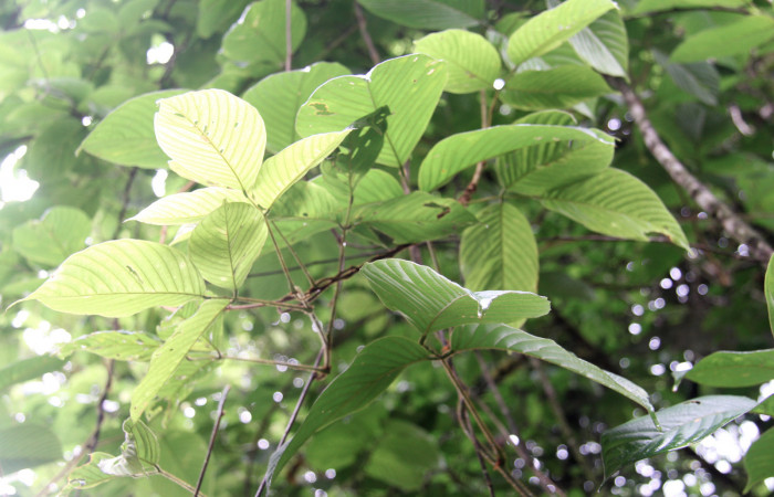 Figura 19. Planta hospedera <i>Dioclea malacocarpa</i> (Fabaceae). posición rama. Foto tomada por Jose Perez, el 4 de Junio 2020, Sendero Camino Río Francia.