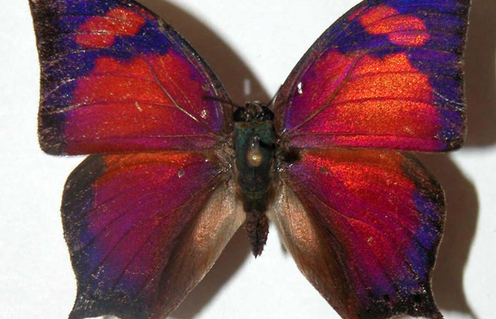 Figura 1. Adulto <i>Fountainea chrysophana</i> (Nymphalidae). Vista dorsal, envergadura alar del macho 42 mm de longitud. Voucher: 02-SRNP-21057-DHJ34712. Bin: BOLD:AAB3158.