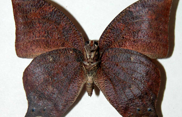 Figura 2. Adulto <i>Fountainea chrysophana</i> (Nymphalidae). Vista ventral, envergadura alar macho 42 mm de longitud. Voucher: 02-SRNP-21057-DHJ34713. Bin: BOLD:AAB3158.