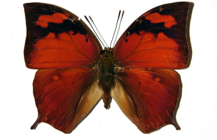 Figura 11. Adulto <i>Fountainea eurypyle</i> (Nymphalidae). Vista dorsal, envergadura alar del macho 47 mm de longitud. Voucher: 02-SRNP-2751-DHJ97182.