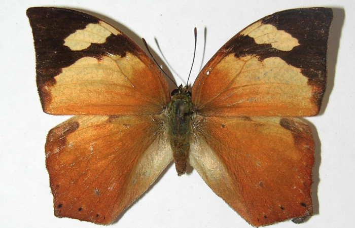 Figura 3. Adulto <i>Fountainea chrysophana</i> (Nymphalidae). Vista dorsal, envergadura alar hembra 45 mm de longitud. Voucher: 08-SRNP-32697-DHJ399844. Bin: BOLD:AAB3158.