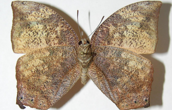 Figura 4. Adulto <i>Fountainea chrysophana</i> (Nymphalidae). Vista ventral, envergadura alar hembra 45 mm de longitud. Voucher: 08-SRNP-32697-DHJ399845. Bin: BOLD:AAB3158.