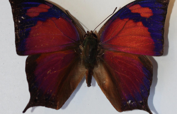 Figura 9. Adulto <i>Fountainea chrysophana</i> (Nymphalidae). Vista dorsal, envergadura alar del macho 51 mm de longitud. Voucher: 13-SRNP-43677-DHJ583896.jpg. Bin: BOLD:AAB3158.