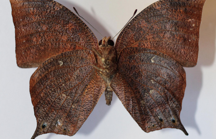 Figura 10. Adulto <i>Fountainea chrysophana</i> (Nymphalidae). Vista ventral, envergadura alar del macho 51 mm de longitud. Voucher: 13-SRNP-43677-DHJ583897.jpg. Bin: BOLD:AAB3158.