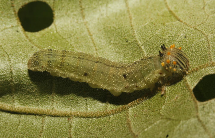 Figura 8. Larva <i>Fountainea chrysophana</i> (Nymphalidae). Vista lateral, último estadío, 30 mm de longitud. Foto: 27 Mayo 2017. Voucher: 17-SRNP-26801_DHJ731154.jpg.