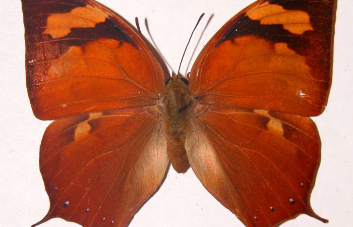 Figura 13. Adulto <i>Fountainea eurypyle</i> (Nymphalidae). Vista dorsal, envergadura alar hembra 56 mm de longitud. Voucher: 98-SRNP-7666-DHJ33766.