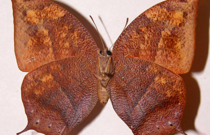 Figura 14. Adulto <i>Fountainea eurypyle</i> (Nymphalidae). Vista ventral, envergadura alar hembra 56 mm de longitud. Voucher: 98-SRNP-7666-DHJ33767.