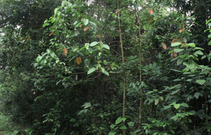 Figura 15. Planta hospedera <i>Croton billbergianus</i> (Euphorbiaceae) de <i>Fountainea chrysophana</i> (Nymphalidae), planta de 10 metros de altura, mano derecha. Foto: Freddy Quesada, 7 Junio 2020.