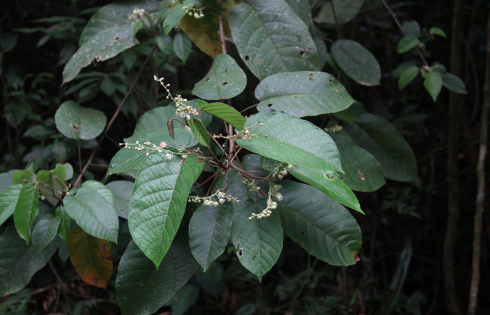 Figura 16. Planta hospedera <i>Croton billbergianus</i> (Euphorbiaceae) de <i>Fountainea chrysophana</i> (Nymphalidae), mostrando la floración. Foto: Freddy Quesada, 7 Junio 2020.