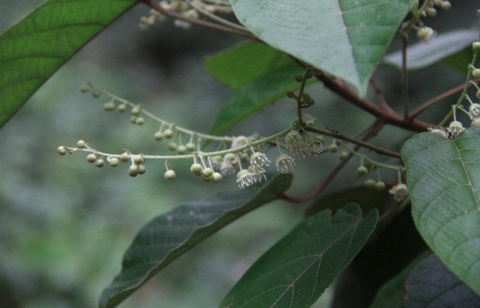 Figura 17. Planta hospedera <i>Croton billbergianus</i> (Euphorbiaceae) de <i>Fountainea chrysophana</i> (Nymphalidae), mostrando las flores. Foto: Freddy Quesada, 7 Junio 2020.
